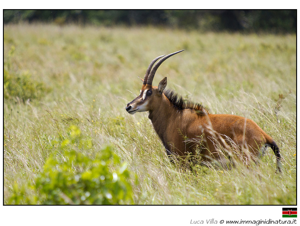 Antilope della sabbia - Hippotragus niger